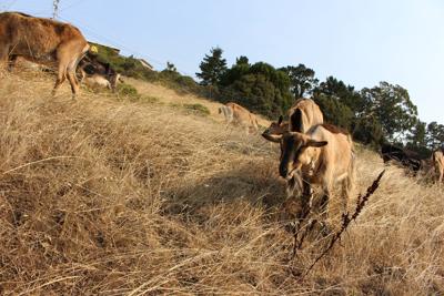 City Grazing’s herd goats