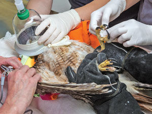 PHS amputates hawk’s toe in unusual surgery