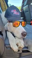 Cal Fire reunites lost dog with owners in Pescadero