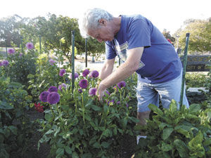 ‘The Dahlia Guy’: Flower plot at Beresford becomes community landmark