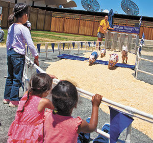 Pig races introduce newbies: All-Alaskan Racing Pigs are the stars of this year’s San Mateo County Fair races