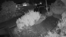 Mountain lion kills a deer in Belmont: Early Tuesday morning video surveillance catches wildlife attack on resident’s front lawn