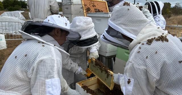 Honeybees and biotechnology: Efforts to spruce up the eastern side of South San Francisco's 101 includes beekeeping volunteers