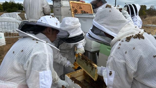 Honeybees and biotechnology: Efforts to spruce up the eastern side of South San Francisco’s 101 includes beekeeping volunteers