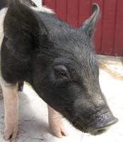 Piglet found wandering in Woodside