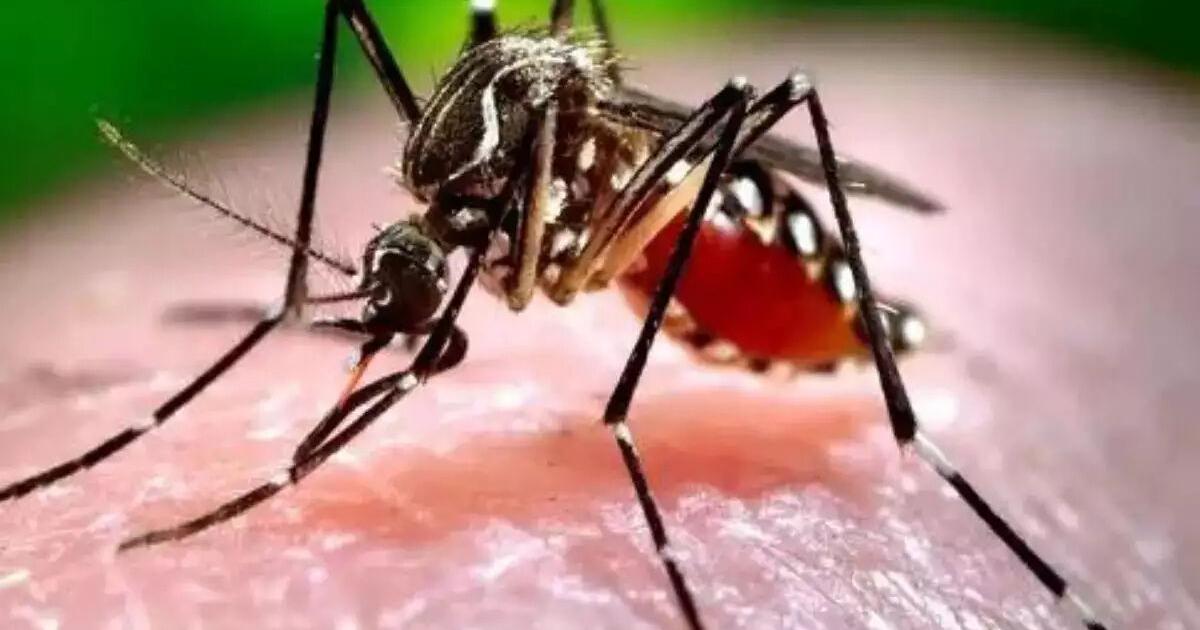 San Mateo County residents encouraged to dump standing water - Vimarsana News