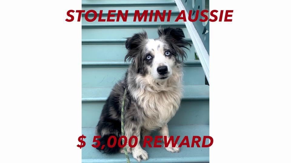 San Francisco Woman Offers 7k Reward For Stolen Australian