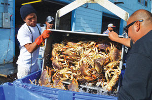 Crab season in full gear: Commercial season off to good start at Pillar Point Harbor