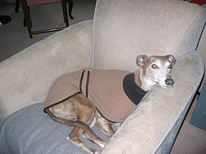 Dog killed after attack