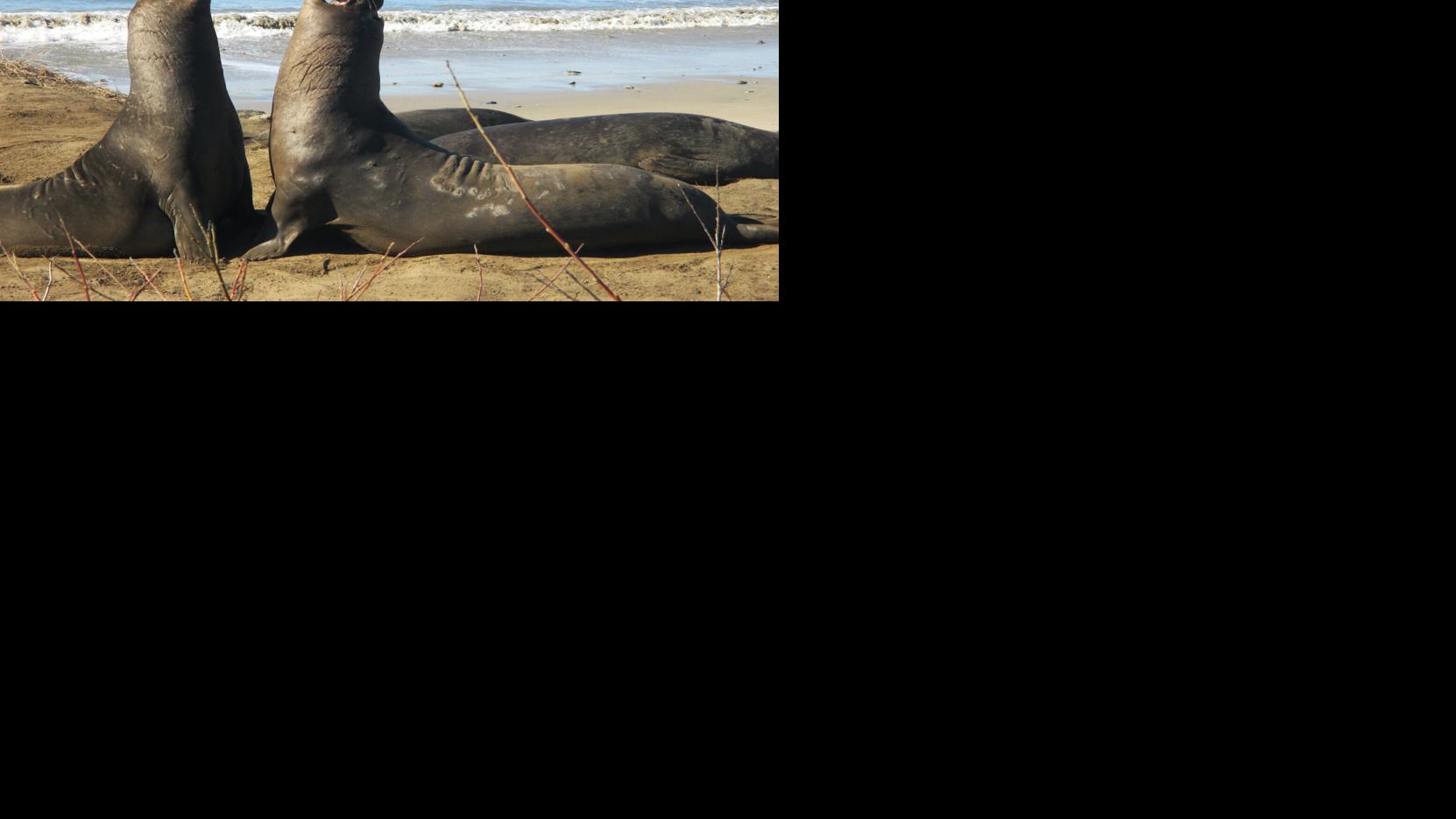 Bird flu outbreak in Año Nuevo State Park elephant seals prompts officials to cancel popular tours