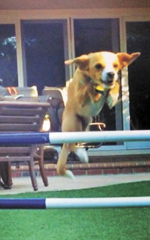 Dashing dogs: Agility races gaining popularity