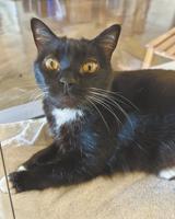 Pet of the week