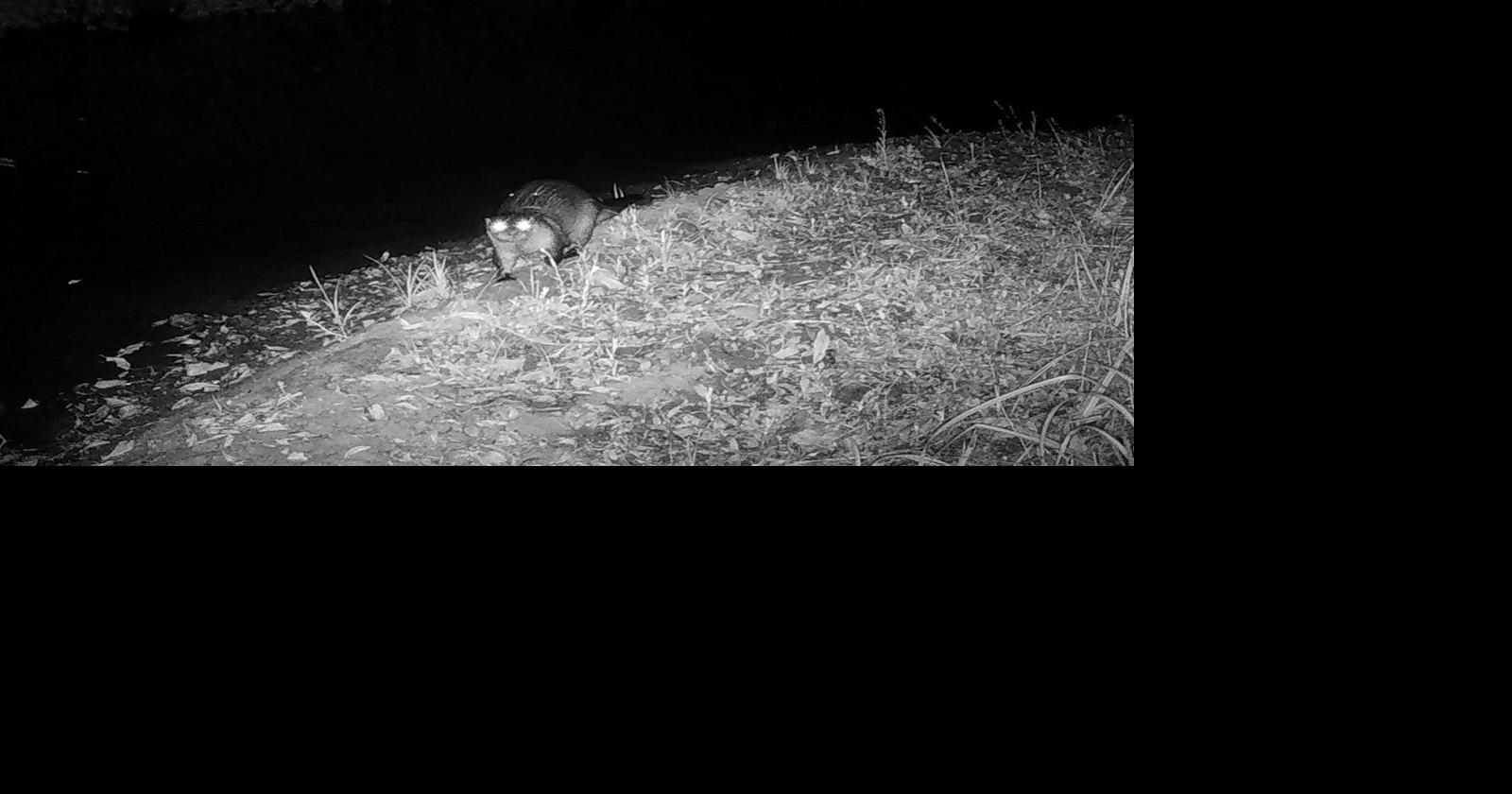 River otter sighting on San Mateo coast stuns conservationists | Local ...