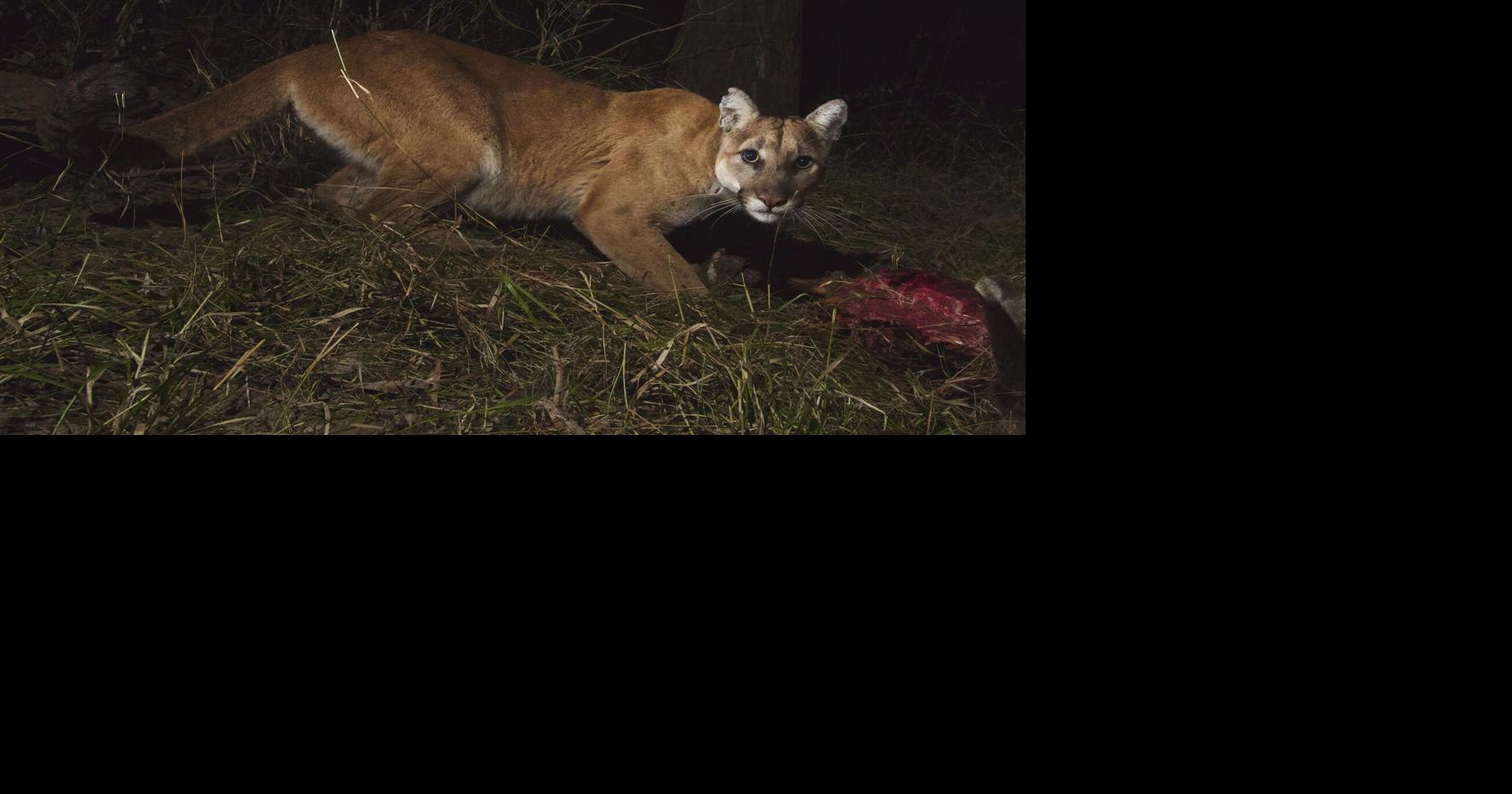Mountain lion roams posh San Francisco neighborhood before being captured