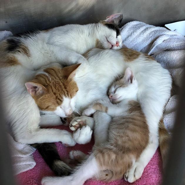 Burlingame Phs Spca Seeking Person To Adopt Trio Of Cats Local