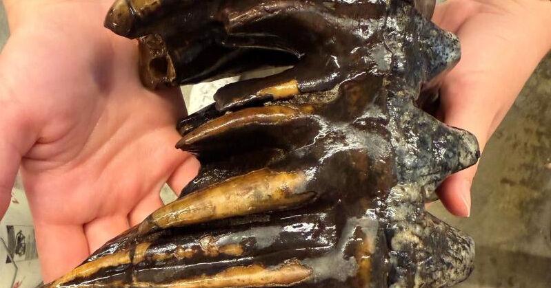 Mastodon tooth found in San Mateo County creek bed
