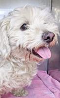 Dog, family reunited after long chase in S.F.