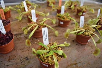 Joshua Brown Predatory Plants Carnivorous
