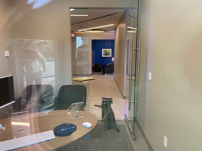 Raccoons break into bank 1.jpg