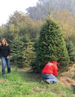 Christmas tree sales off to fast start in San Mateo County