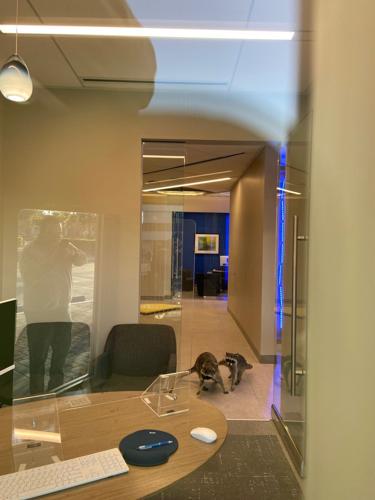 Raccoons break into bank 2.jpg