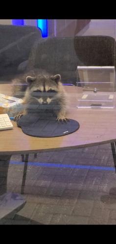 Raccoons break into bank 3.JPG