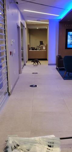 Raccoons break into bank 4.JPG