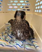 Baby falcons rescued after falling from nests in San Jose and San Mateo County