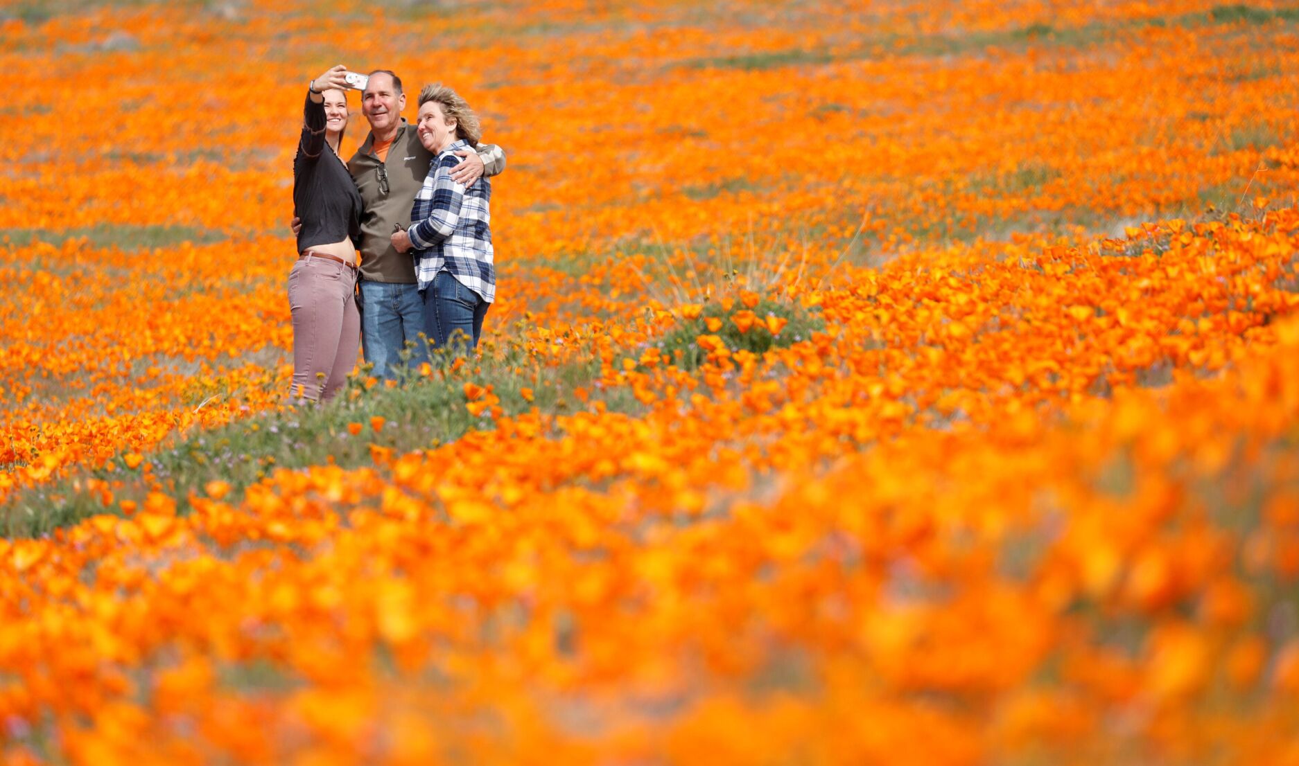 Wildflowers are blooming in the driest place in North America — but not ...