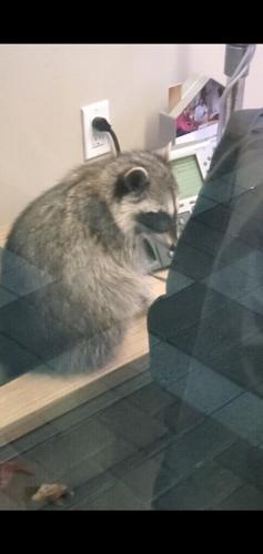 Raccoons break into bank 5.JPG
