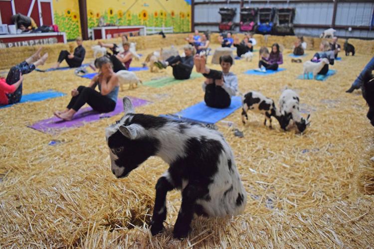 goat yoga