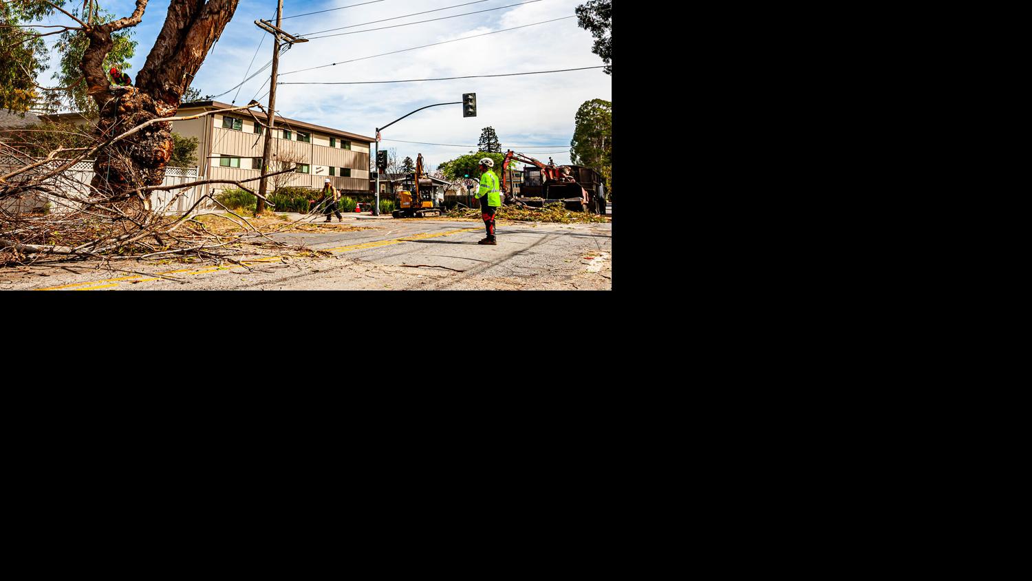 How are Burlingame’s storied eucalyptus trees being safely removed along El Camino Real? 