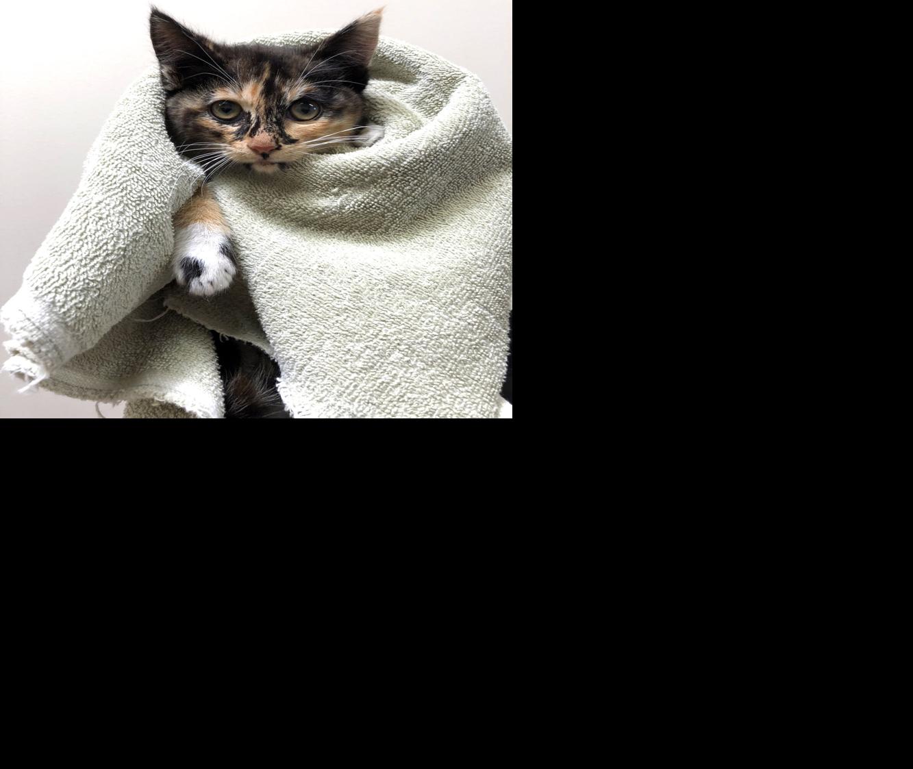 Kitten rescued from freeway overpass ledge close to San Francisco Worldwide Airport up for adoption | Native Information
