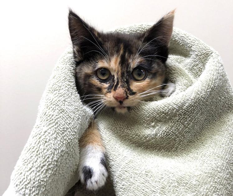 Kitten rescued from freeway overpass ledge close to San Francisco Worldwide Airport up for adoption | Native Information Kitten rescued from freeway overpass ledge close to San Francisco Worldwide Airport up for adoption | Native Information
