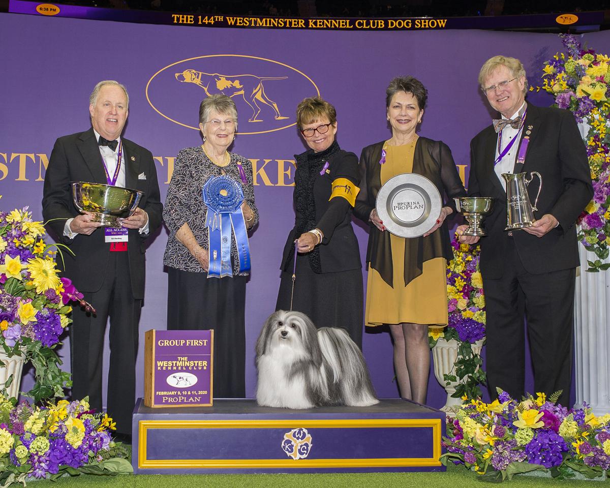Dog Bred By Menlo Park Resident Wins Again At Westminster Kennel