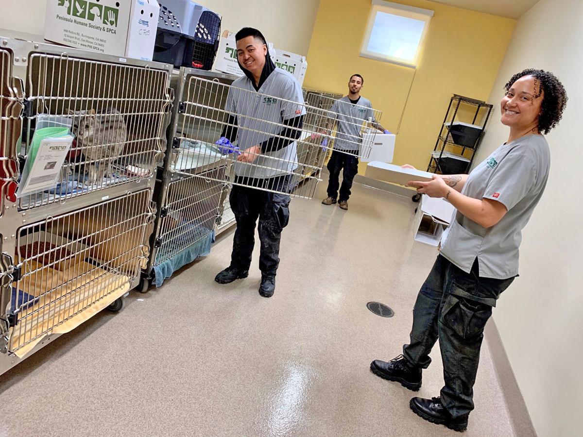 Animal Adoptions Up Local News Smdailyjournal Com