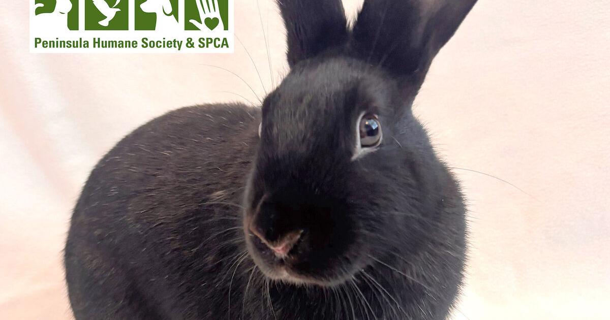 Pet of the week | Pet Tip | smdailyjournal.com