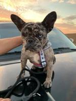 French bulldog puppy stolen in invasion robbery, three arrested in South San Francisco