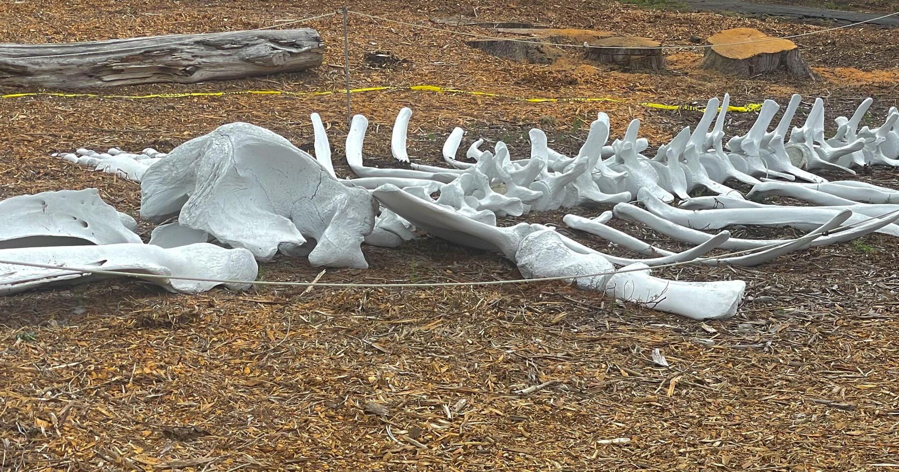 Whale skeleton coming to Fitzgerald Marine Reserve in Moss Beach - Vimarsana News