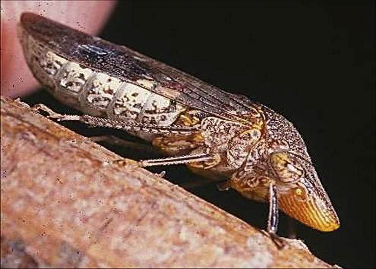 California invasive species threaten water, infrastructure and wine grapes