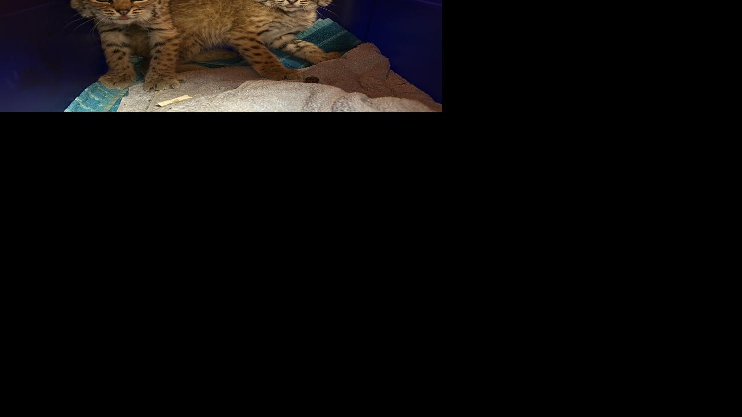 Orphaned bobcat kittens get 2nd chance in Saratoga
