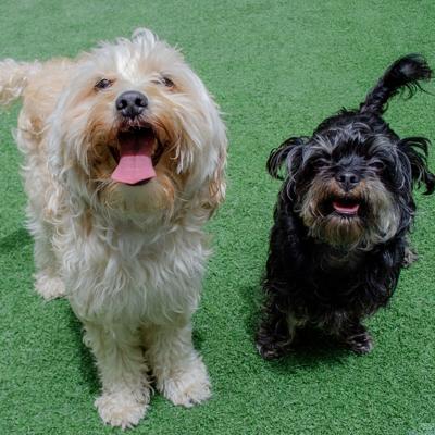 Daisy and Bago