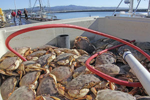Crab season set to open: Tests show safe levels of domoic acid, Dungeness no longer a risk