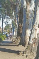 Future plotted for Burlingame’s El Camino Real