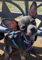 Tourists visiting San Francisco for day get puppy stolen from van