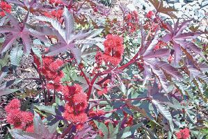 Castor beans: A touch of the tropics