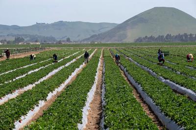 farmworker.jpg