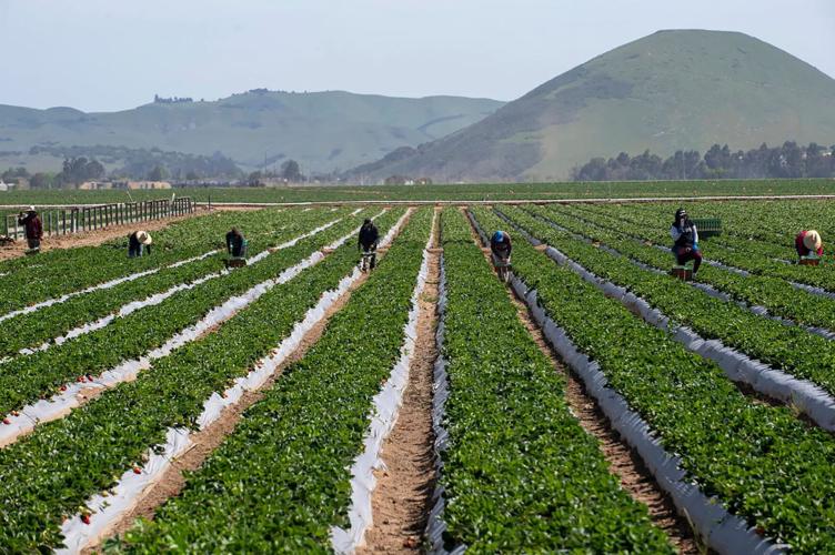 farmworker.jpg