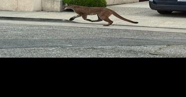 2nd lion in San Mateo turns out to be bobcat - Vimarsana News