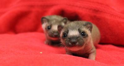 weasels